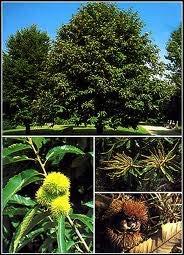 Καστανιά Καστανιά η εδώδιμη, Castanea sativa, οικογένεια Φηγίδες, Fagaceae) ένδρο, που φύεται στα ορεινά όλης της χώρας.