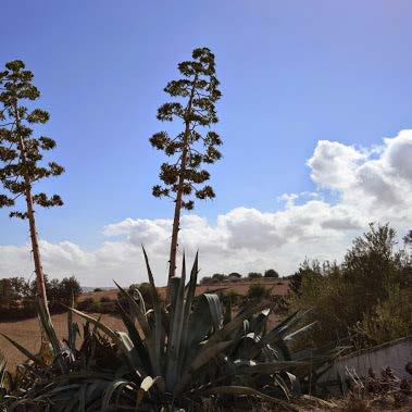 Αθάνατος - Αγαύη η αμερικανική (Agave Americana) Είναι μονοκαρπικό φυτό.