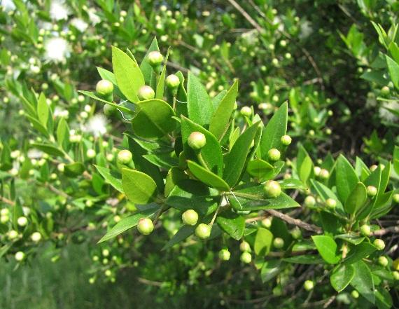 Μερσινιά (Myrtus communis) Θάμνος αειθαλής, o οποίος απαντά ως αυτοφυής σε όλη την Ελλάδα και σε