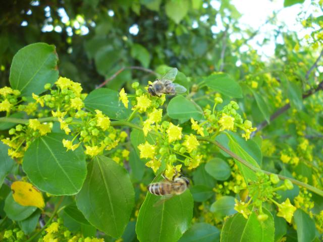 Παλιούρι (Paliurus sp.) Φυλλοβόλος αυτοφυής θάμνος με λεπτά κλαδιά. Θεωρείται από τα σημαντικότερα μελισσοκομικά φυτά.