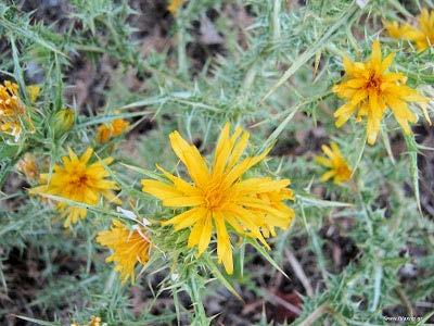 Σκόλυμος ( Scolymus hispanicus L.) Διετές ή πολυετές φυτό, που μπορεί να φτάσει το 1 μέτρο ύψος.