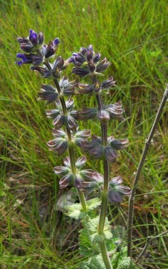 Φασκόμηλο μπλε (Salvia verbenaca) Είναι στο λουλούδι από τον Ιούνιο έως τον Σεπτέμβριο, και οι