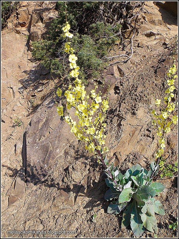Φλόμος (Verbascum sinuatum) Διετή φυτά που ανθίζουν τον