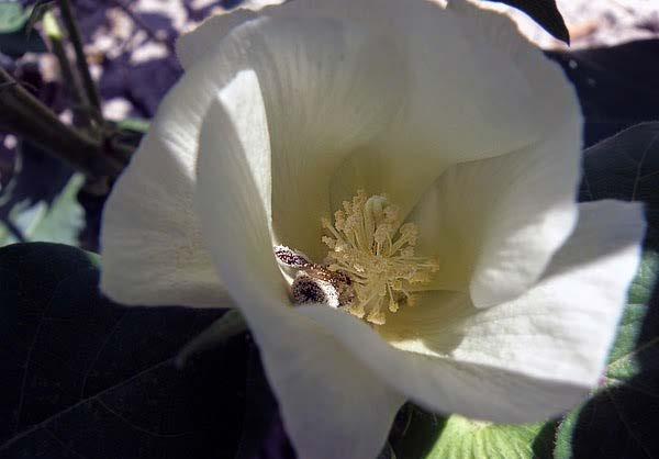 Βαμβάκι (GossypiumHirsutum- Cotton), οικογένεια των Μαλαχοειδών Οι μέλισσες μαζεύουν μεγάλες ποσότητες μελιού από τα εξωανθικά νεκτάρια που εκκρίνουν νέκταρ για 2,5 με 3