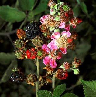Βατομουριά (Rubus sp.