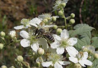 Βάτος-Βατσινιά (Rubus Fruticosus) Ένα ταπεινό μελισσοκομικό φυτό. Δίνει μέλι αρωματικό. Η ανθοφορία του ξεκινά από τα μέσα Μαΐου και κρατάει όλο το καλοκαίρι.