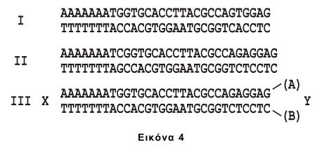 Στην εικόνα 4 δίνονται τρεις (3) νουκλεοτιδικές αλληλουχίες, οι οποίες αποτελούν τμήμα του 1 ου εξωνίου τριών διαφορετικών αλληλομόρφων της β-αλυσίδας της HbA.