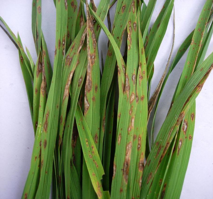 Πυρικουλάρια ρυζιού: Συμπτώματα (1) Κηλίδες στα φύλλα