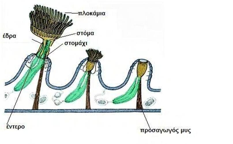Εικόνα 5: Μορφολογικά χαρακτηριστικά βρυόζωων 2.ΜΕΘΟΔΟΙ ΕΡΕΥΝΑΣ 2.
