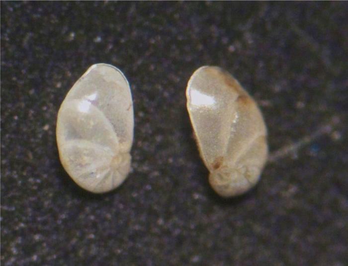 Εικόνα 1: Cancris sp.