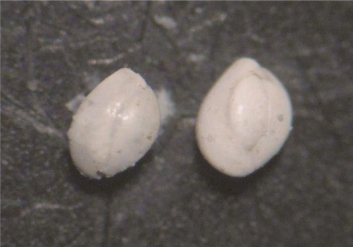 Εικόνα 4: Quinqueloculina sp Αναγνωρίσαμε τα είδη: Quinqueloculina sp.