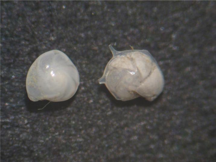 Εικόνα 9: Robulus inornatus (αριστερά) και Robulus calcar (δεξιά) Αναγνωρίσαμε τα είδη: Robulus calcar Robulus inornatus Υπεροικογένεια: Polymorphinoidea Οικογένεια: Ellipsolagenidae Υποοικογένεια: