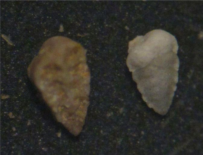Εικόνα 12: Textularia sp. Αναγνωρίσαμε τα είδη: Textularia sp. Textularia pseudorugosa Γένος: Bigenerina D ORBIGNY Περιγραφή: Το κέλυφος είναι ελεύθερο, επίμηκες.