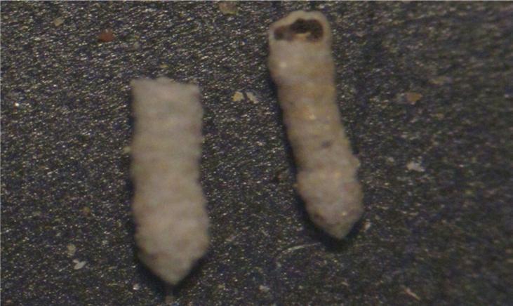 Εικόνα 15: Listerella sp.