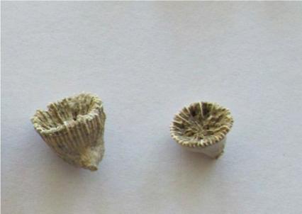 excavate Φύλο: Brachiopoda Ομοταξία: Rhynchonellata