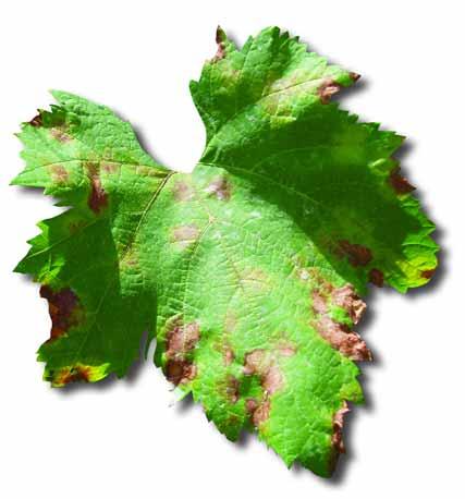 njeno πirenje. Tokom vegetacije, u zavisnosti od vremenskih uslova, dolazi do veêeg broja infekcija.