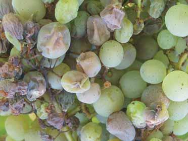 Siva truleæ uzroënik Botrytis cinerea simptomi truleæi na grozdu Siva truleæ je bolest intenzivnog uzgoja loze.