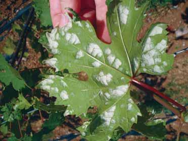 Lozine grinje Calepitrimerus vitis - uzroënik akarinoze Eryophies vitis - uzroënik erinoze vunasta tvorevina na naliëju lista Kod nas se ponekad