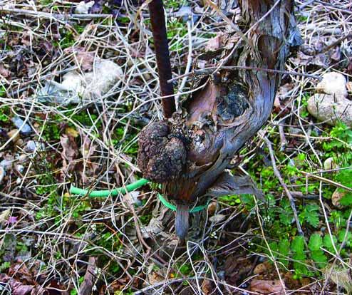 Biologija patogena UzroËnik raka je bakterija Agrobacterium tumefaciens. Smatra se da samo poseban soj ove bakterije (biovar 3) napada vinovu lozu.