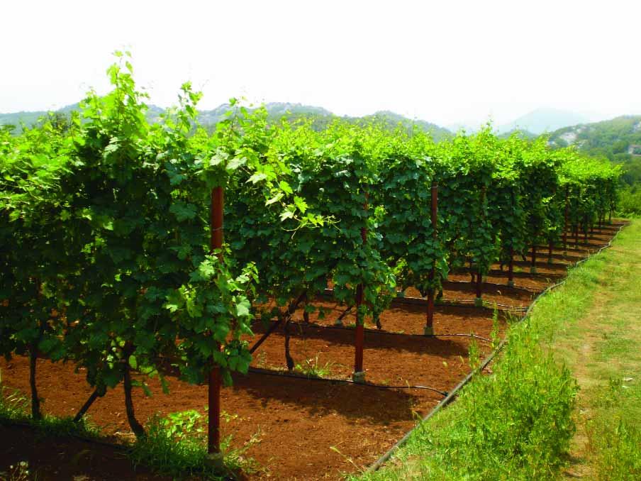 Uvod ObilazeÊi vinograde po Crnoj Gori shvatila sam da gajenje vinove loze na ovim prostorima predstavlja neπto viπe od same proizvodnje groæapplea i vina.