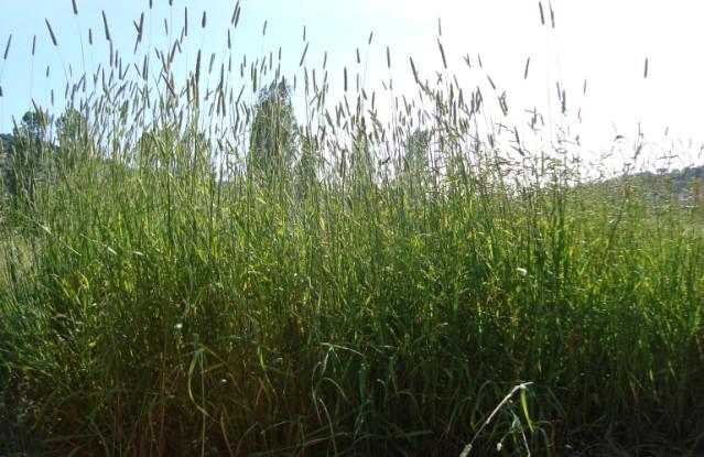 Βλάστηση Η βλάστηση ανήκει στην ευμεσογειακή ζώνη βλάστησης
