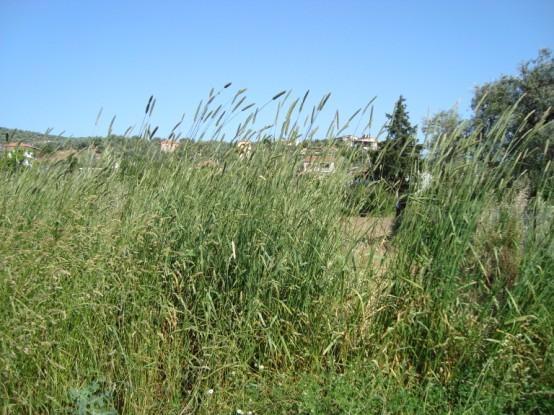 Orno-Quercetum ilicis υποζώνης Quercion ilicis (Αθανασιάδης 1985).