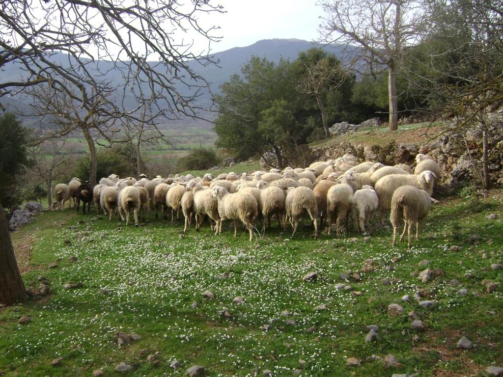 Τ.Ε.Ι ΗΠΕΙΡΟΥ ΣΧΟΛΗ: ΤΕΧΝΟΛΟΓΙΑΣ ΓΕΩΠΟΝΙΑΣ ΤΜΗΜΑ: ΖΩΙΚΗΣ ΠΑΡΑΓΩΓΗΣ ΑΡΤΑΣ ΠΤΥΧΙΑΚΗ ΕΡΓΑΣΙΑ ΘΕΜΑ: ΠΡΟΒΑΤΟΤΡΟΦΙΑ ΣΤΗΝ ΟΡΕΙΝΗ