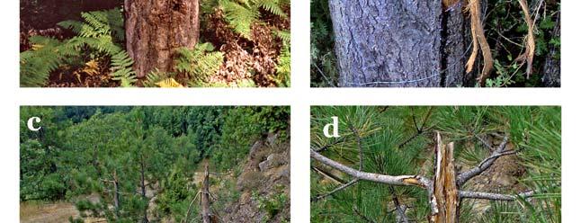 στην Ελλάδα (a, b: Σημαδεμένα δέντρα; c, d: