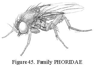 Phoridae