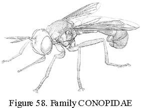 Conopidae