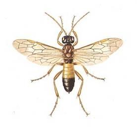 Παρασιτοειδή εντόμων Ταξινόμηση της Τάξης Hymenoptera Symphyta: