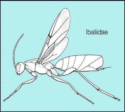 Ibaliidae