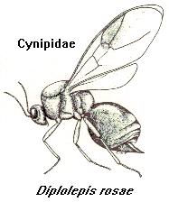 Cynipidae