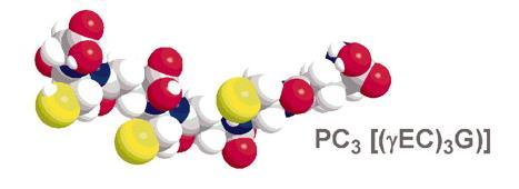 υτοχηλατίνες και μεταλλοθειονίνες Phytochelatins Metallothioniens Πεπτίδια πλουσια σε θείο που συνθέτονται από γλουταθειόνη.