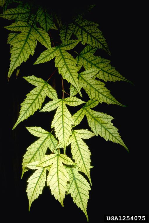 The characteristic symptom of iron deficiency is interveinal chlorosis Iron doesn t move well in the plant, so is more concentrated around the veins.