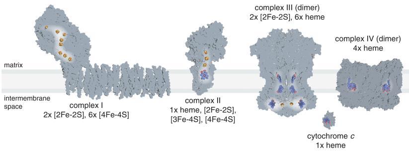 Photosynthetic and respiratory electron transport chains require Fe Or flavodoxin (Cu)