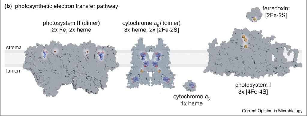 transport in chloroplasts Reprinted from Blaby-Haas, C.E. and Merchant, S.S. (2013).