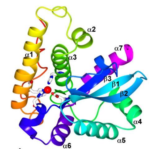 Iron in cells is found in heme, Fe-S clusters and other In cells, iron is found in many forms, including heme, siroheme, Fe-S clusters (mainly Fe 2 S 2 and Fe 4 S 4 ), di-iron centers, mononuclear Fe