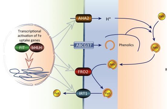 Iron uptake: Strategy I, the Epidermis cell reduction strategy Apoplast Rhizosphere Insoluble Fe complexes Fe solubilization and chelation Fe import Reduction of