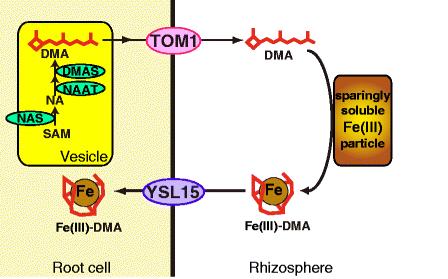 Iron uptake: Strategy II, the chelation strategy This strategy is restricted to grasses because only grasses convert nicotianamine (NA) to 2 -deoxymugineic acid (DMA) and derivatives (also known as