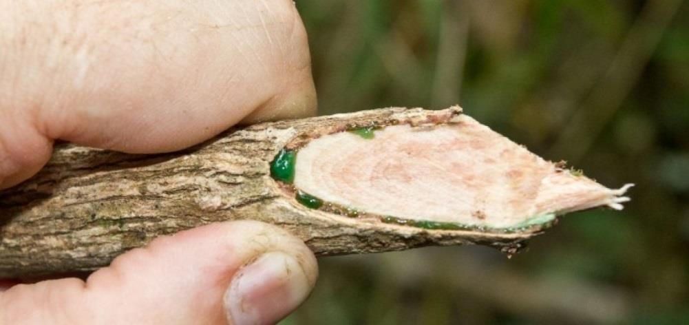 Υπερσυσσωρευση Ni Υπερσυσσωρευση Αl ~ 16% nickel Phyllanthus balgooyi.