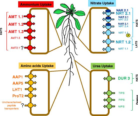 Μεταφορείς για NO 3-, NH 4+ και άλλες Ν μορφές HATS = high affinity transporters LATS = low affinity transporters Nacry, P., Bouguyon, E. and Gojon, A. (2013).