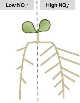 Comparison of the effects of a localised supply of phosphate, nitrate and ammonium and potassium on the growth of the seminal root system, and the shoot, in barley. New Phytol.