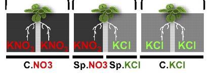 Σύστημα «διαιρεμένης ρίζας» C.NO3 plants Both chambers contain KNO 3 (local and systemic signals indicate NO 3 available) Sp.