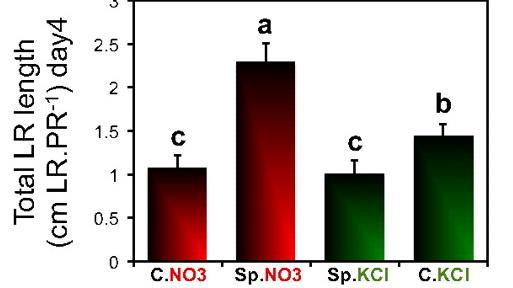 KCl roots, indicating that a response to systemic N-repletion signals Model: Systemic signals promote root growth and suppress root growth Ruffel, S., Krouk, G., Ristova, D., Shasha, D., Birnbaum, K.