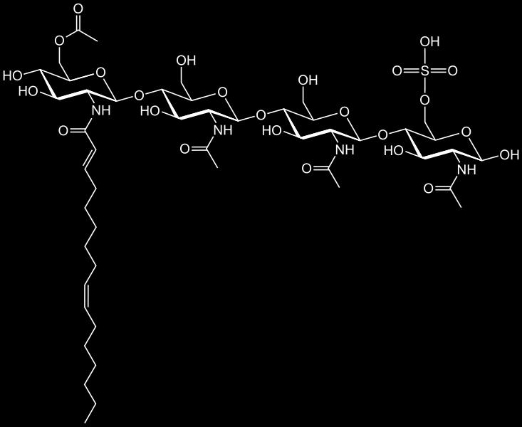 Επικοινωνία: Φλαβονοειδή και Nod παράγοντες Rhizobia 2. Τα ριζόβια παράγουν Nod παράγοντες 1.