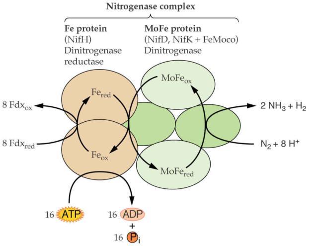 Ομο-κιτρικό nifv encodes homocitrate synthase, which makes homocitrate, an essential cofactor for nitrogenase From: Buchanan,
