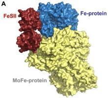 consume O 2 Conformational protection, FeSII protein Gallon, J.R. (1992). Reconciling the incompatible: N 2 fixation and O 2. New Phytol. 122: 571-609; Lery, L., Bitar, M.
