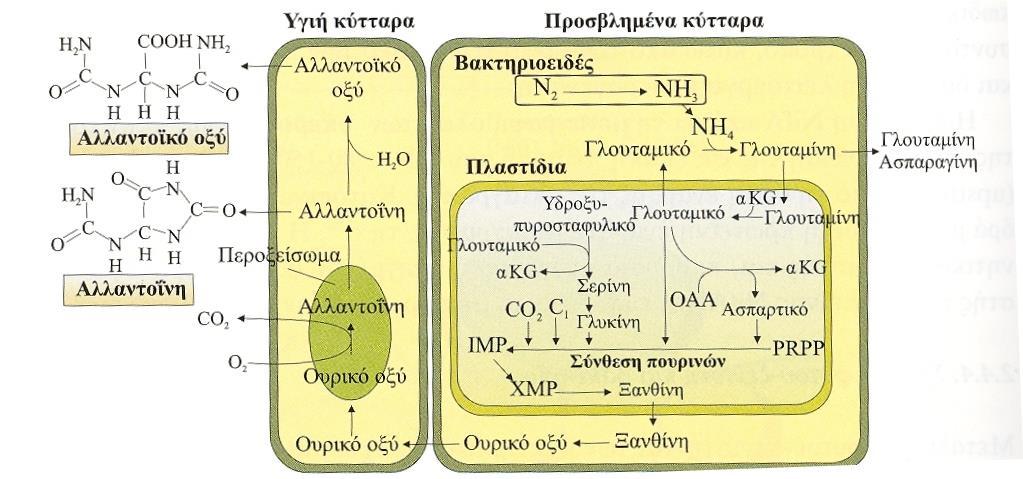 Γλουταμίνη Ασπαραγίνη Πουρίνες-Ουρεϊδες (αλλαντοϊνη, αλλαντοϊκό