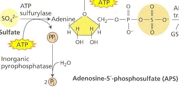 Ενεργοποίηση των θειικών ιόντων SO4 2- + Mg-ATP 5 φωσφοροθειϊκή αδενοσίνη (APS) + PPi